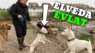 BULL TERRİER VANDAM’A ELVEDA!