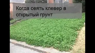 Когда сеять клевер в открытый грунт