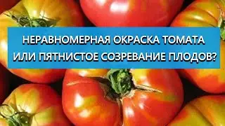 Желтые плечики и белая мякоть - неравномерное созревание томатов! Как избежать и исправить?