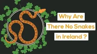 Why Are There No Snakes in Ireland?