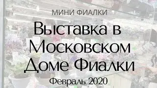 Выставка в Доме Фиалки Февраль 2020 Минифиалки