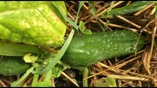 Уже едим огурцы с грядки в середине апреля! И про цыплят.