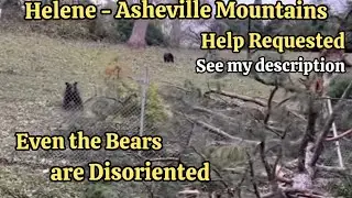 Hurricane Helene Asheville 