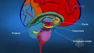 3D Обучение по анатомия – Главен мозък
