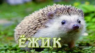 Год из жизни ежа.  
