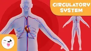 The Circulatory System - Learning the Human Body