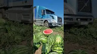 Погрузка 100 тонн суходол 🍉🚛