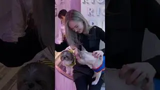 Dog cafe in Tokyo, Japan