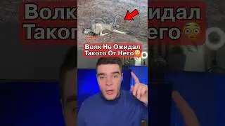 Волка Спасли Из Капкана🥺