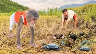 Amazing! CUTIS Secretly Hid To Catch Lots of Big Mud Crab In Swamp by Traditional Way