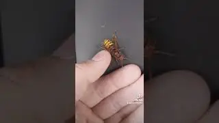 European hornet friend