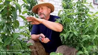 Обрезка на обратный рост: как и зачем делать