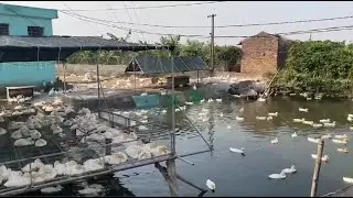 Home Farm | A flock of ducks that have been grazing for 30 days are sunbathing on the river