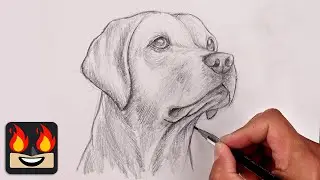 How To Draw a DOG | YELLOW LAB Sketch Tutorial