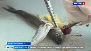 Ветеринарные бригады проверяют корюшку на наличие паразитов - Вести