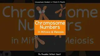 Chromosome Numbers in Mitosis & Meiosis - Amoeba Sisters 