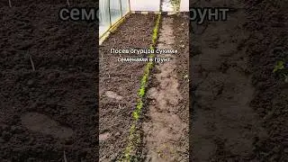 Огурцы сажаю только так!.#огурцы#посевогурцов#семена#рассада #хештег