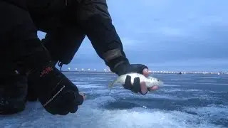 Плотва на мормышку. Финский залив, дамба, между фортами