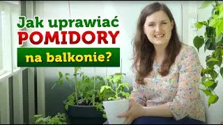 Sadzimy pomidory na balkonie cz.1