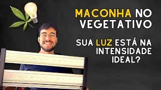 MACONHA - Quanta LUZ utilizar no ESTÁGIO VEGETATIVO (PPFD)