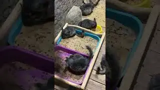 МАЛЕНЬКИЕ МИЛЫЕ  ШИНШИЛЛЫ 