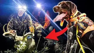 German Wirehair Pointer Recovers a BIG BUCK in West Virginia!