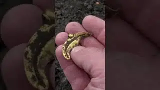 Адреналин зашкаливал когда нашел золото.. 