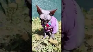 Глисты у кошки откуда они