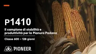 P1410: il mais campione di stabilità e produttività per la Pianura Padana