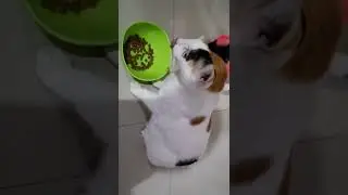 Funny and cute moments of cat loving family #3 Ringo the Cat