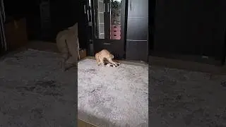 Мой враг это я сам! #shorts #cat #кот