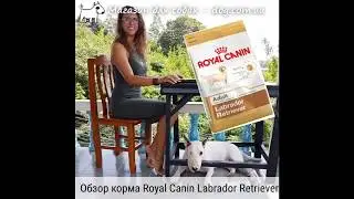 Обзор корма Royal Canin Labrador Retriever - Роял Канин для Лабрадоров