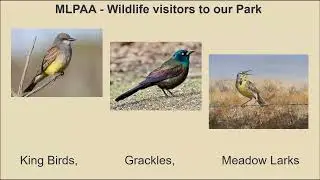 MLPAA - Wildlife visitors to our park