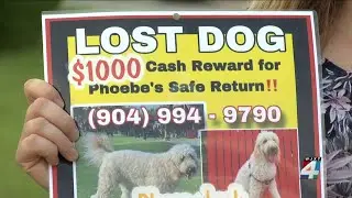 ‘I just want my baby back’: Jacksonville dog owner pleading for emotional support dog’s safe return