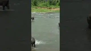 herd of more than 50 elephants in the river