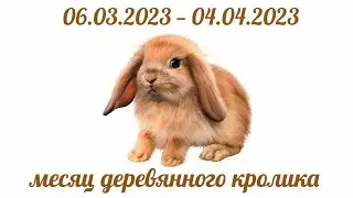 Прогноз на месяц Деревянного кролика (2023 март)