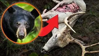 Recovering a Buck After a Bear Got to It First