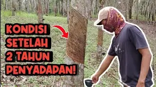 Lihat-lihat Kondisi Karet Tempat Ngonten Dulu