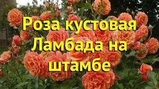Роза кустовая кустовая Ламбада на штамбе. Краткий обзор, описание характеристик Ламбада на штамбе