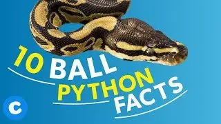 10 Fun Facts About Pet Ball Pythons | Chewy