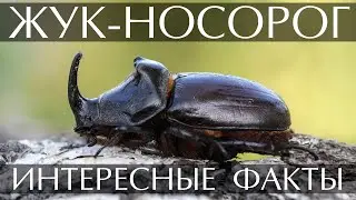 Жук носорог - интересные факты