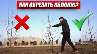 Обрезка Яблони. Как Правильно Обрезать и Сформировать Дерево? Стройное Веретено / Антон Пермяков