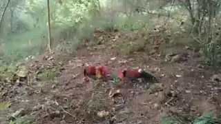 SETELAH PENUH PERJUANGAN AKHIRNYA..# PIKAT AYAM HUTAN