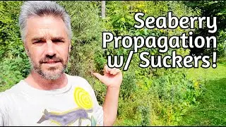 Seaberry Propagation: Suckers! (notes and detailed observations)