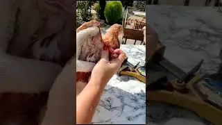 Вакцинация от оспы