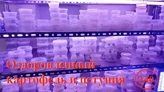 [140] Оздоровленный картофель и петуния