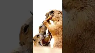 Ground squirrels(prairie dog) family eating together 