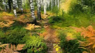 Сбор подосиновиков в селигерской берёзовой роще