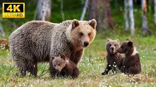 Baby Animals 4K - The Fun Magical World Of Small Animals Around Us With Relaxing Music (Colorfully)