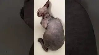 Смиренно сидит и не двигается Вот это умница